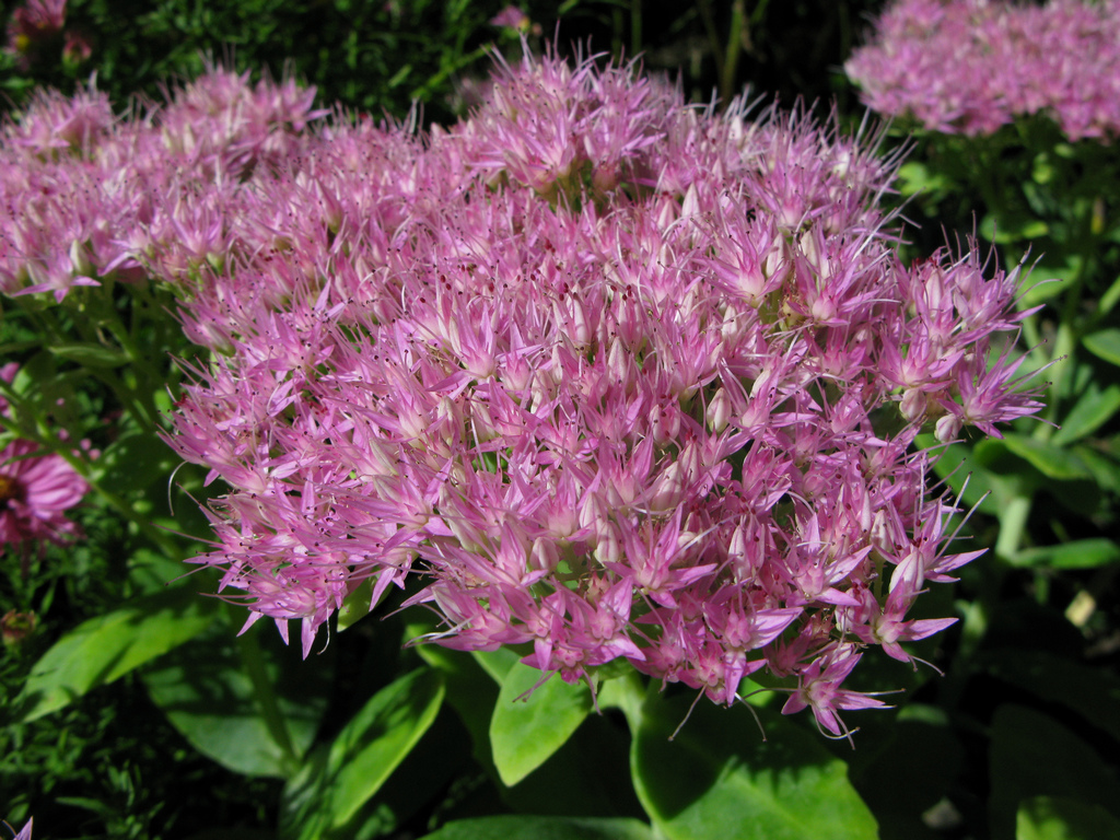 Sedum spectabile 'Rosenteller'